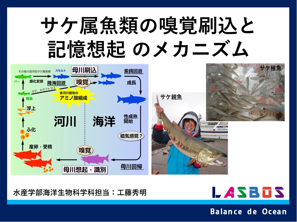 Course: 海洋生物科学科の紹介コース | LASBOS Moodle
